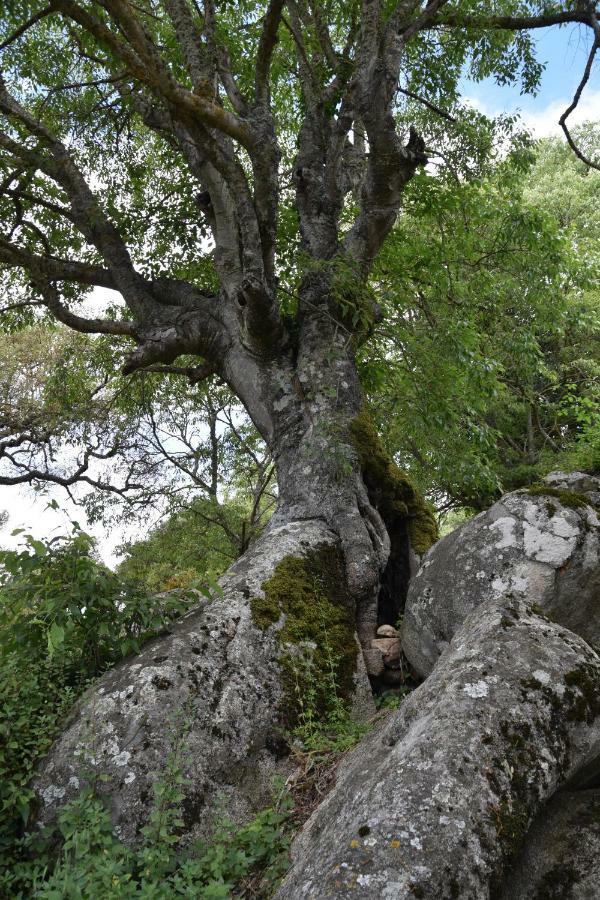 B&B I Menhir Sorgono Dış mekan fotoğraf