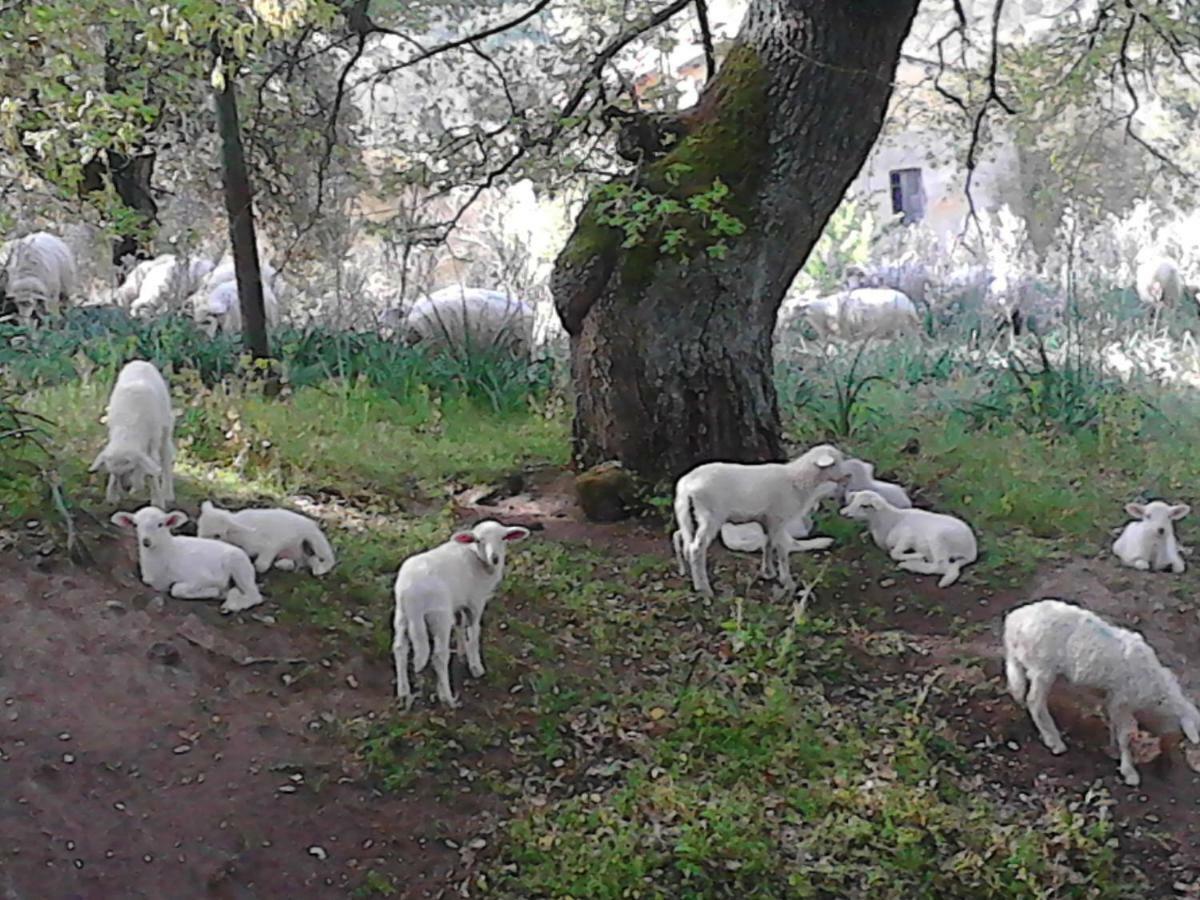 B&B I Menhir Sorgono Dış mekan fotoğraf